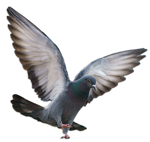 A flying pigeon about to land.