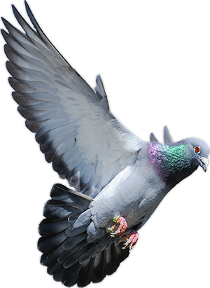 A flying pigeon.