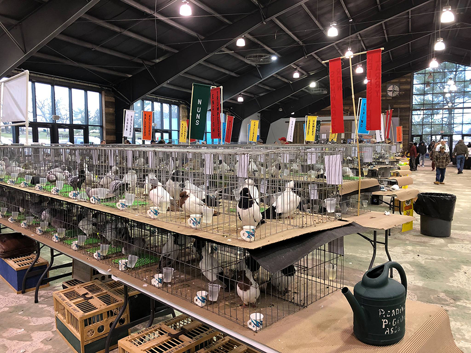Tables covered in fancy pigeons in cages.