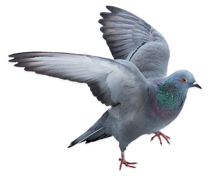 A grey pigeon running to the right.